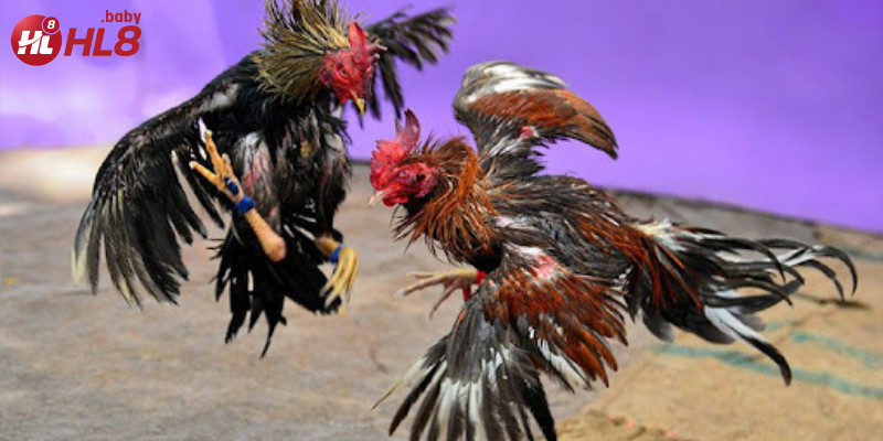 Quá trình luyện tập giúp gà đá phát triển cơ bắp, nâng cao khả năng chiến thắng