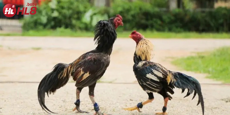 Sử dụng chế độ chăm sóc khoa học giúp gà đá có đôi chân khỏe