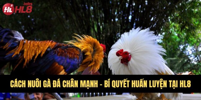 Cách nuôi gà đá chân mạnh