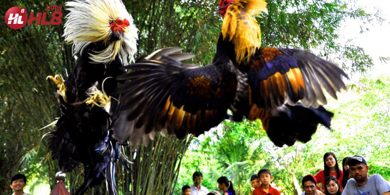 Đá gà Hl8 là một trong những hình thức cá cược trực tuyến phổ biến