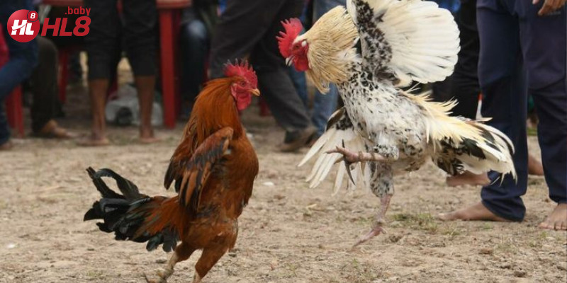 Người chơi cần nắm rõ luật chơi để đặt cược