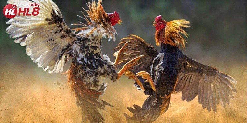 Thưởng thức đá gà với hình ảnh sắc nét và tỷ lệ cược hấp dẫn.