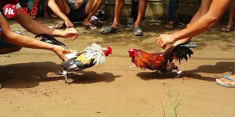 Địa điểm tổ chức các trận đá gà đỉnh cao với sự giám sát chặt chẽ.