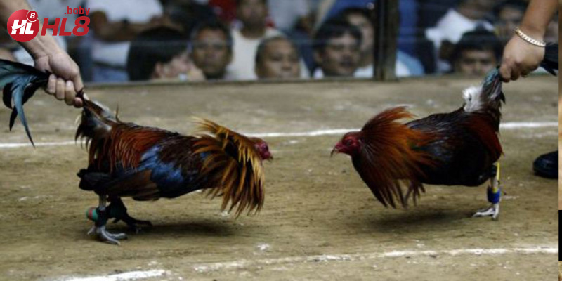 Hai chiến kê dũng mãnh so tài với những đòn tấn công mạnh mẽ.