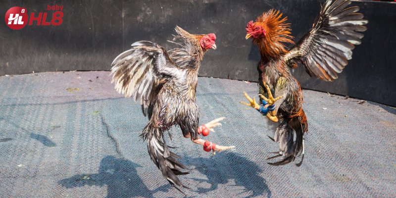 Những chú gà chiến được huấn luyện kỹ lưỡng trước khi bước vào trận đấu