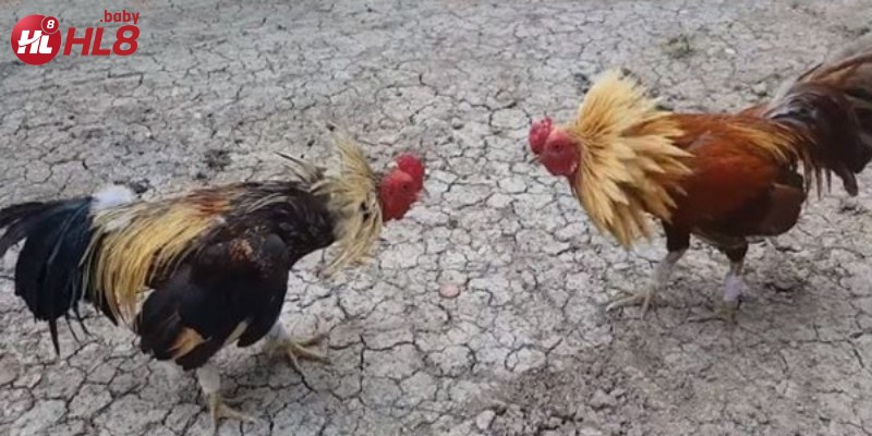 Trải nghiệm cá cược trực tuyến với tỷ lệ hấp dẫn và phát sóng chất lượng cao.