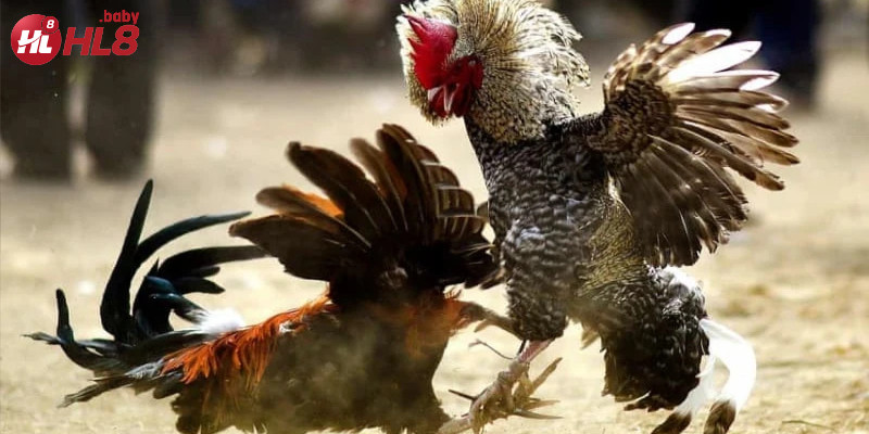 Những chú gà chiến được huấn luyện kỹ lưỡng, hứa hẹn hấp dẫn