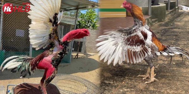 Chiến kê dũng mãnh tại trại đá gà, sẵn sàng bước vào những trận đấu đỉnh cao.