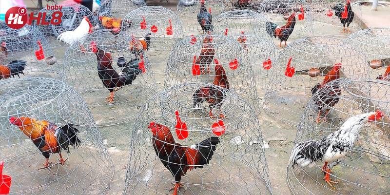 Trại đá gà chuyên nghiệp với quy trình chăm sóc, dinh dưỡng và phòng bệnh