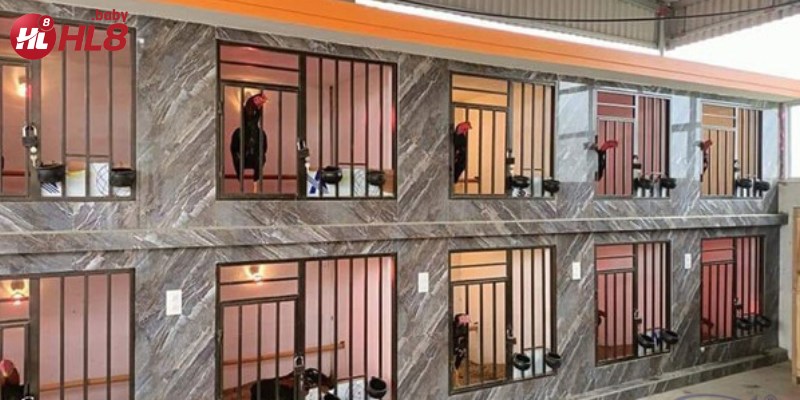 Huấn luyện gà chiến với chế độ tập luyện nghiêm ngặt, giúp tăng sức bền